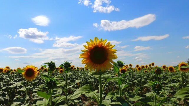 Single common sunflower (Helianthus annuus) flowering beneath a cloudless blue sky