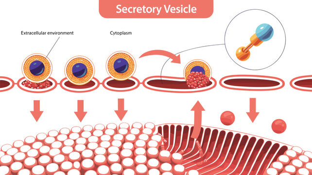 Secretory Vesicle Exocytosis Medical Infographic Vector Illustrating Vesicle Transport Cell Membrane Fusion Protein Secretion and Cellular Export for Biology Education