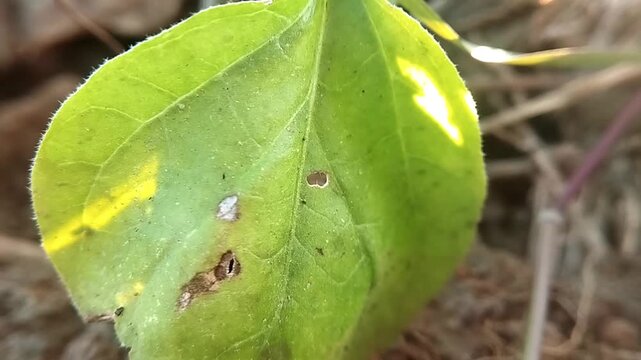 Macro view of a yellowing green leaf edge with insect holes trembling subtly.