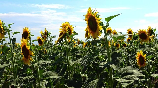 Single common sunflower (Helianthus annuus) flowering beneath a cloudless blue sky