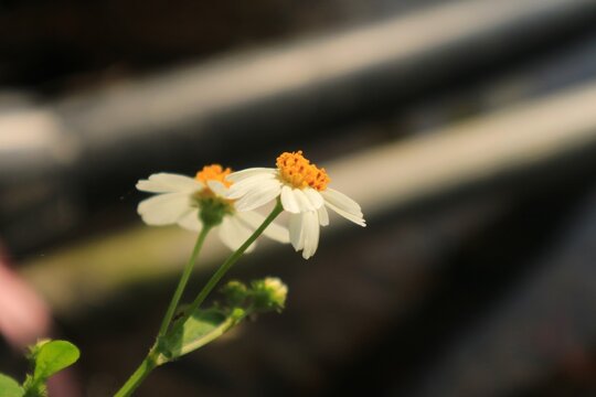 A high angle macro shot of a blooming bidens pilosa wildflower featuring white petals and a bright orange center under natural morning sunlight.