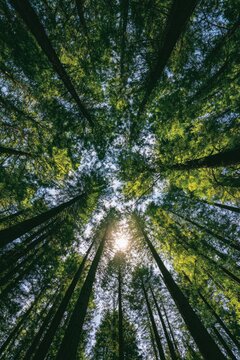Tall trees reach towards a bright sunlit sky, a forest canopy view