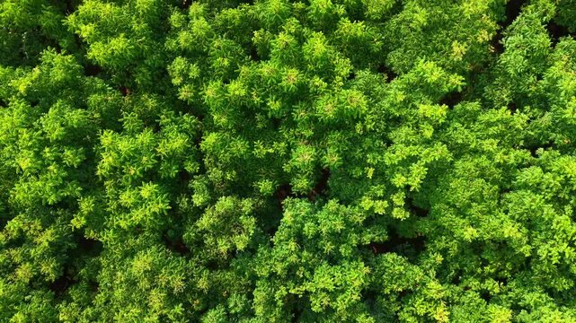aerial view of dense forest canopy with green foliage
