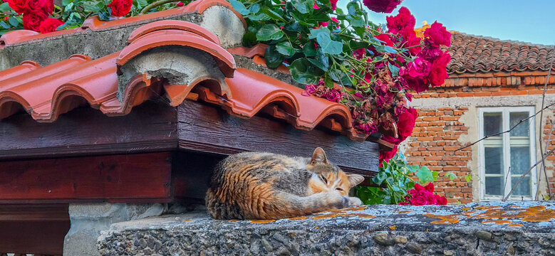Calico cat sleeping on a stone ledge under a tiled roof with red climbing roses in a rustic village setting
