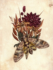 Autumn bouquet with a hawk moth on vintage paper. A watercolor illustration suitable for greeting cards, posters, vintage-style decor, and dark-themed designs. © Anna