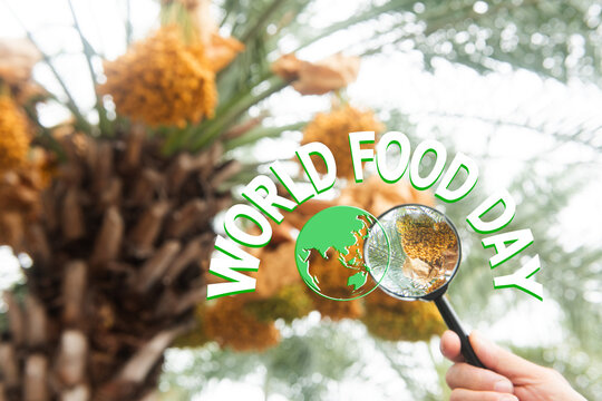 World map and date palm in magnifying glass fruits on natural background.World Food Day concept.