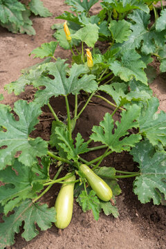 Healthy Zucchini Plant with Fruits and Blossoms in Vegetable Garden