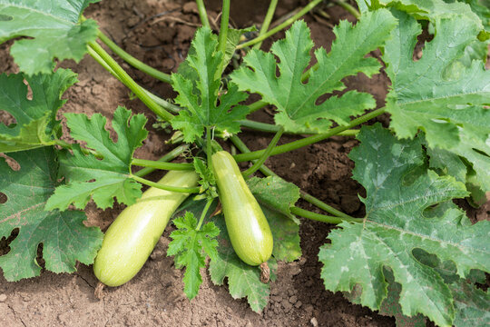 Close Up of Young Zucchini Fruits Growing on Healthy Plant