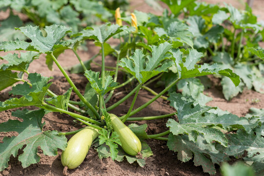Healthy Zucchini Plant with Two Fruits in Home Vegetable Garden