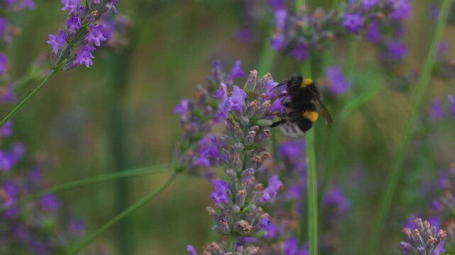 4k, slow motion. with a bumblebee collecting pollen from a lavender flower,