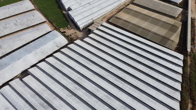 aerial view of expansive commercial agricultural greenhouses with white plastic roofs covering large crop fields capturing industrial farming techniques and modern food production systems in rural nat