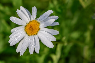 Fototapeta premium Macro shot of a white daisy flower covered in fresh morning water drops with copy space.