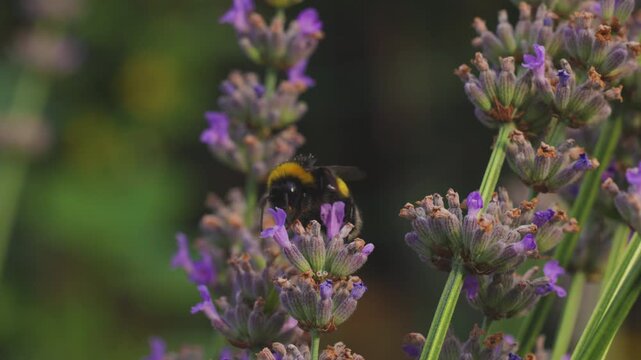 4k, slow motion. with a bumblebee collecting pollen from a lavender flower,