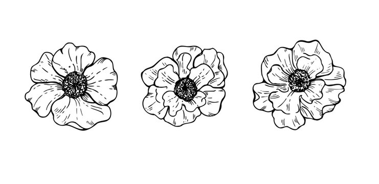 Three hand drawn flower heads vector isolated illustration. pomegranate or marigold flowers set line art black ink sketch. Botanical floral clip art in etching style. For invitation, greeting card