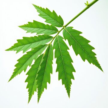 Green neem leaf branch with serrated edges and distinct veins, isolated on a white background. Represents natural beauty and organic growth. Suitable for health and wellness content.