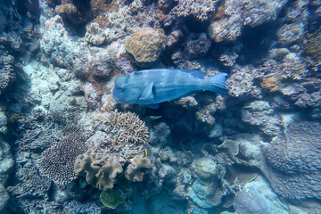 humphead wrasse finding food © Grace C.