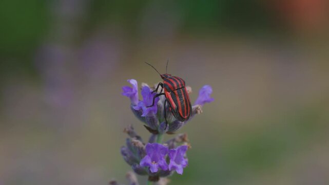 4k with a striped bedbug insect (Graphosoma lineatum), also known as the Italian bedbug. on a lavender flower
