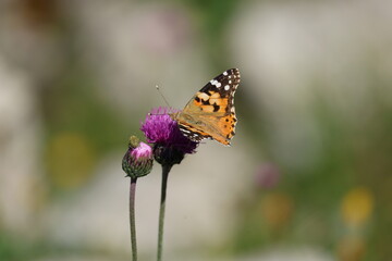 Naklejka premium Insect on the flower