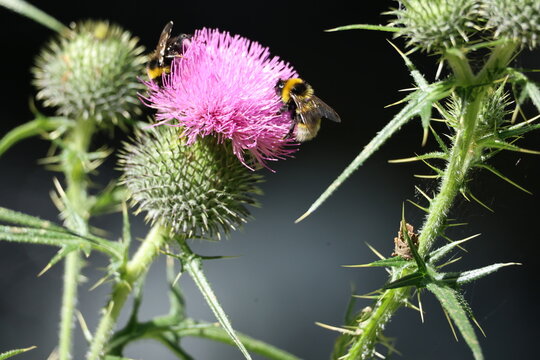Bee on the flower