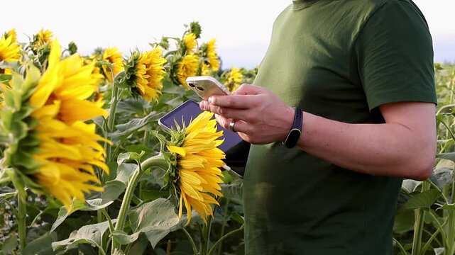 Close-up of middle aged man holding tablet and checking information on smartphone while standing in sunflower field at sunset. Concept of digital communication, smart farming and connected agriculture