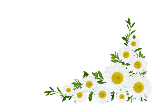 Daisy flowersand green grass in a corner floral arrangement isolated on white or transparent background. Flat lay. Top view.