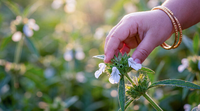 Close-up of a child's hand wearing gold bangles picking delicate white Thumba flowers in a lush garden during a bright morning for Onam festival.