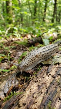 Leopard slug on a log in a forest