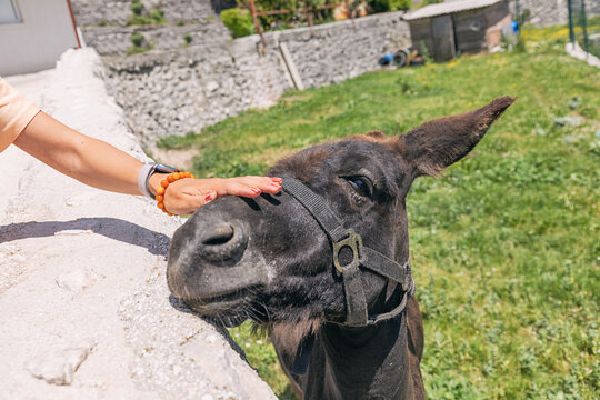 Person's hand stroking a donkey's face, in a happy expression on a sunny day