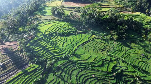 Aerial view captures lush green terraces