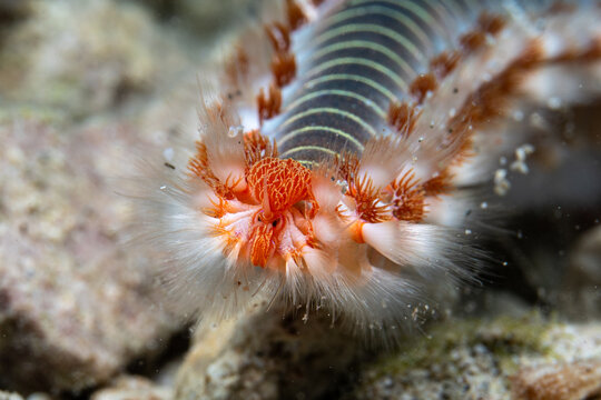 fireworm