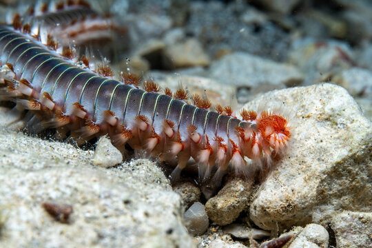 fireworm