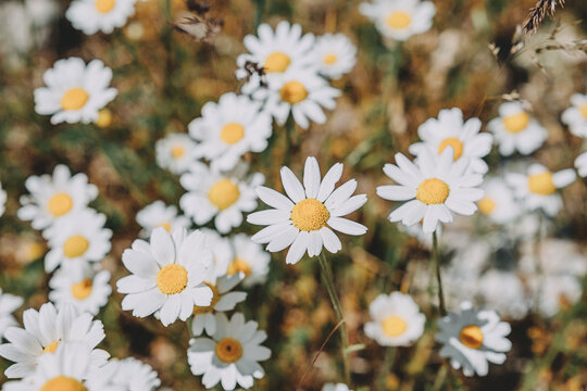 White daisies with yellow centers growing vibrantly in a field, symbolizing nature, peace, and simplicity