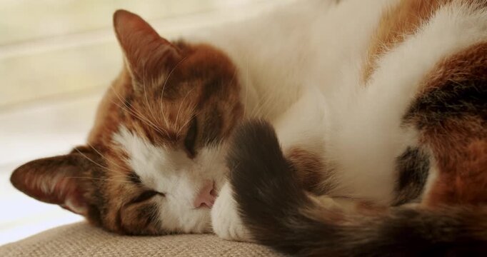 A cute calico cat sleeps peacefully on a beige cushion, curled up with its tail tucked around its body. The cat's fur is a mix of orange, white, and black, creating a beautiful pattern.