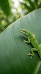 Fototapeta premium Green anole lizard on a tropical leaf