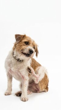 Small scruffy dog scratching its ear