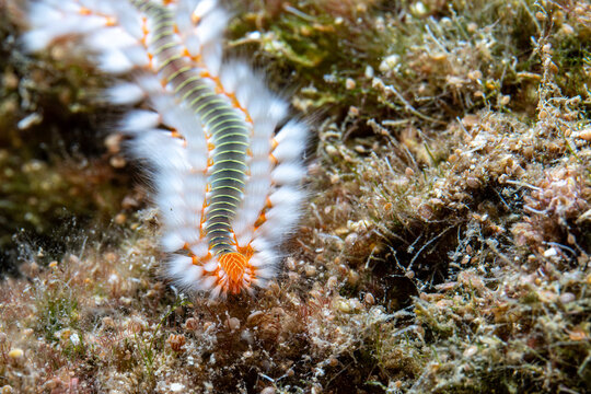 fireworm