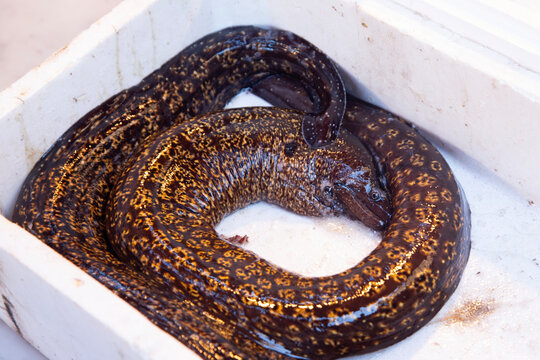 Freshly caught moray eels displayed for sale at a bustling Sicilian Ballaro market in Palermo