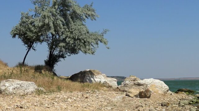A deciduous tree sways in the wind overlooking a blue freshwater lake beneath a clear blue sky