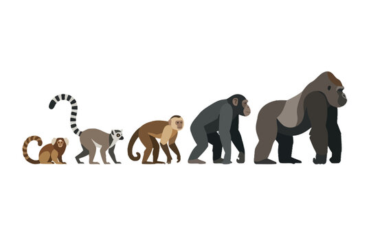 Primate Evolution Sequence with Lemur Monkey Chimpanzee and Gorilla