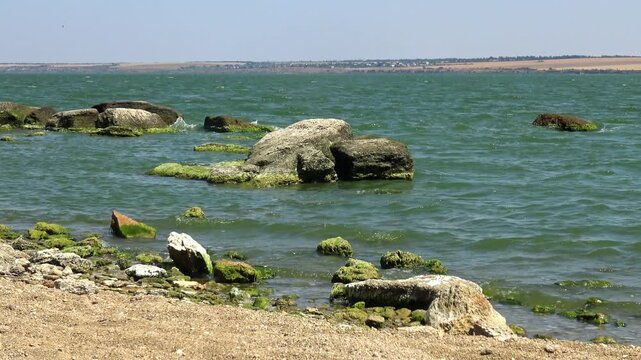 View of a lagoon with green algal bloom caused by Ulva intestinalis (synonym: Enteromorpha intestinalis)