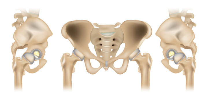 Hip Joint Anatomy with Acetabular Labrum and Ligamentum Teres, Anterior and Lateral Pelvis Medical Illustration. Human Pelvis and Hip Joint Anatomical Structure