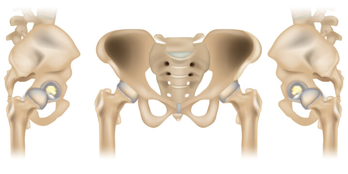 Hip Joint Anatomy with Acetabular Labrum and Ligamentum Teres, Anterior and Lateral Pelvis Medical Illustration. Human Pelvis and Hip Joint Anatomical Structure