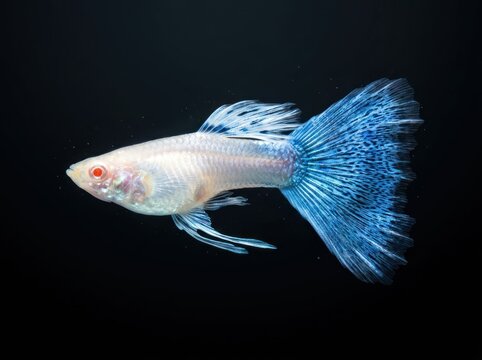 Albino Blue Tail Guppy Fish Isolated on Black Background.