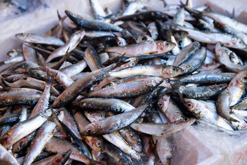 Obraz premium Fresh sardines displayed for sale at a bustling Italian fish market stall at Ballaro Market in Palermo, Sicily, Italy