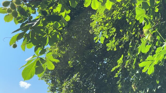 Green foliage and seed pods on horse chestnut tree.