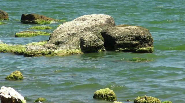 Green seaweed Ulva intestinalis (Enteromorpha intestinalis) growing on a rock in a lagoon ecosystem during seasonal water bloom.