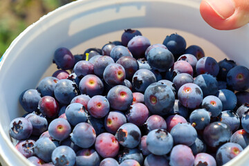Freshly picked blueberries fill a white plastic bucket, showcasing a rich summer harvest under the bright sunlight. The close-up shot focuses on the rich blue and reddish hues of the ripe fruits with  © Олег Струс