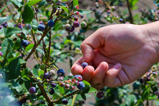 A human hand carefully picks a ripe blueberry from the branch of a lush bush at a farm plantation on a sunny day. The harvesting process captured in close-up showcases an abundance of blue berries amo