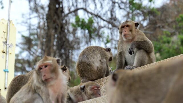 Group of wild macaque monkeys sitting close together on a stone wall, surrounded by trees in their natural habitat.