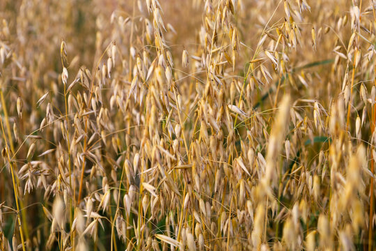 Ripe panicles of cultivated oats grow densely in a spacious agricultural field in summer. Golden stalks of the cereal crop are fully mature and ready for the seasonal harvest under the sun.